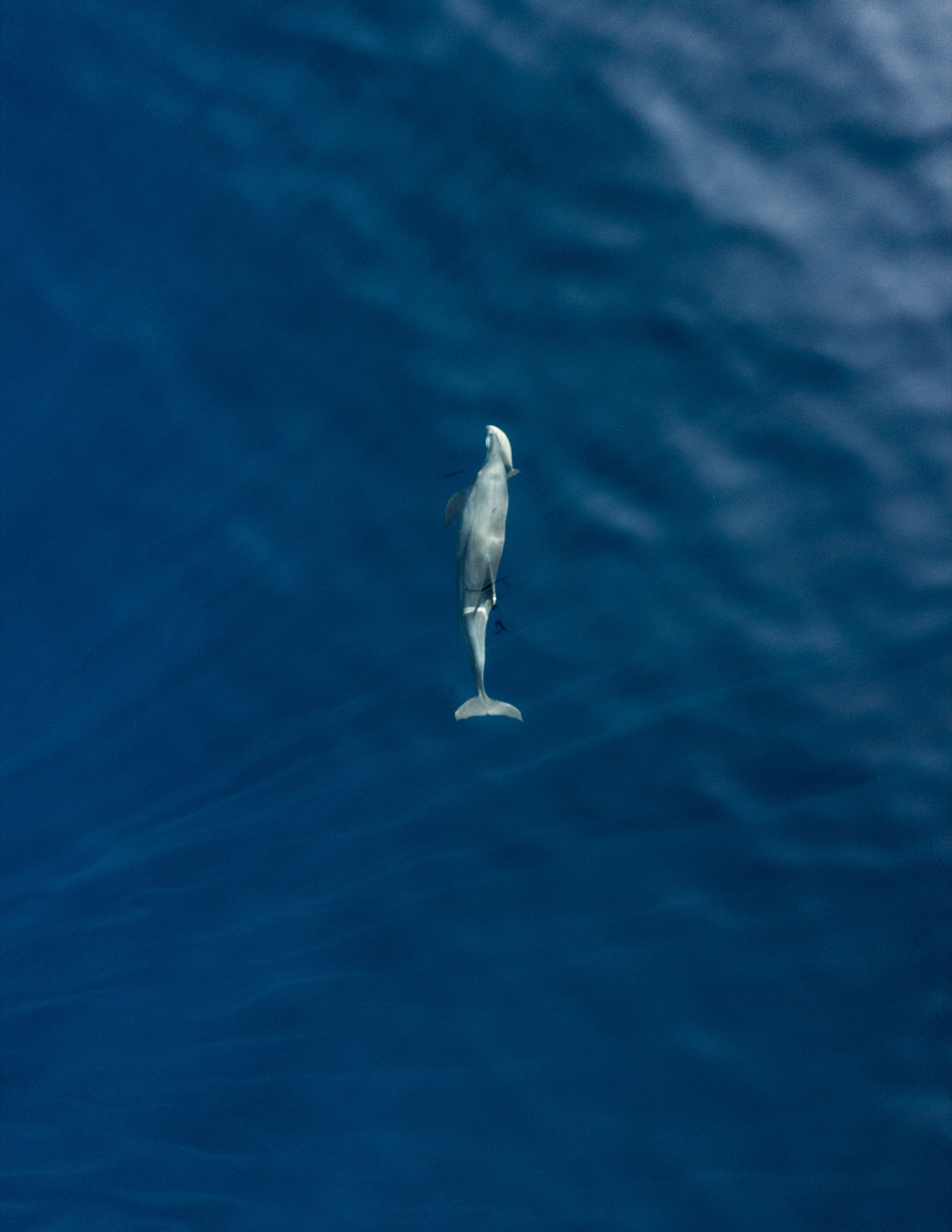 A dolphin swimming through rich blue water