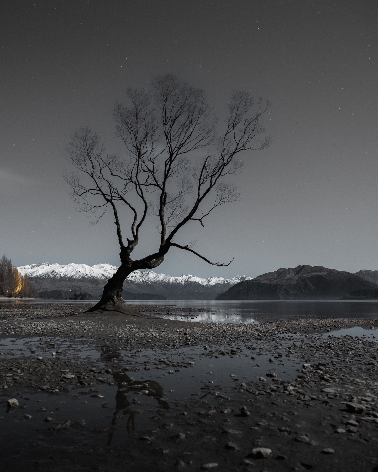 A lone tree beside a lake under a moonlit mountain sky