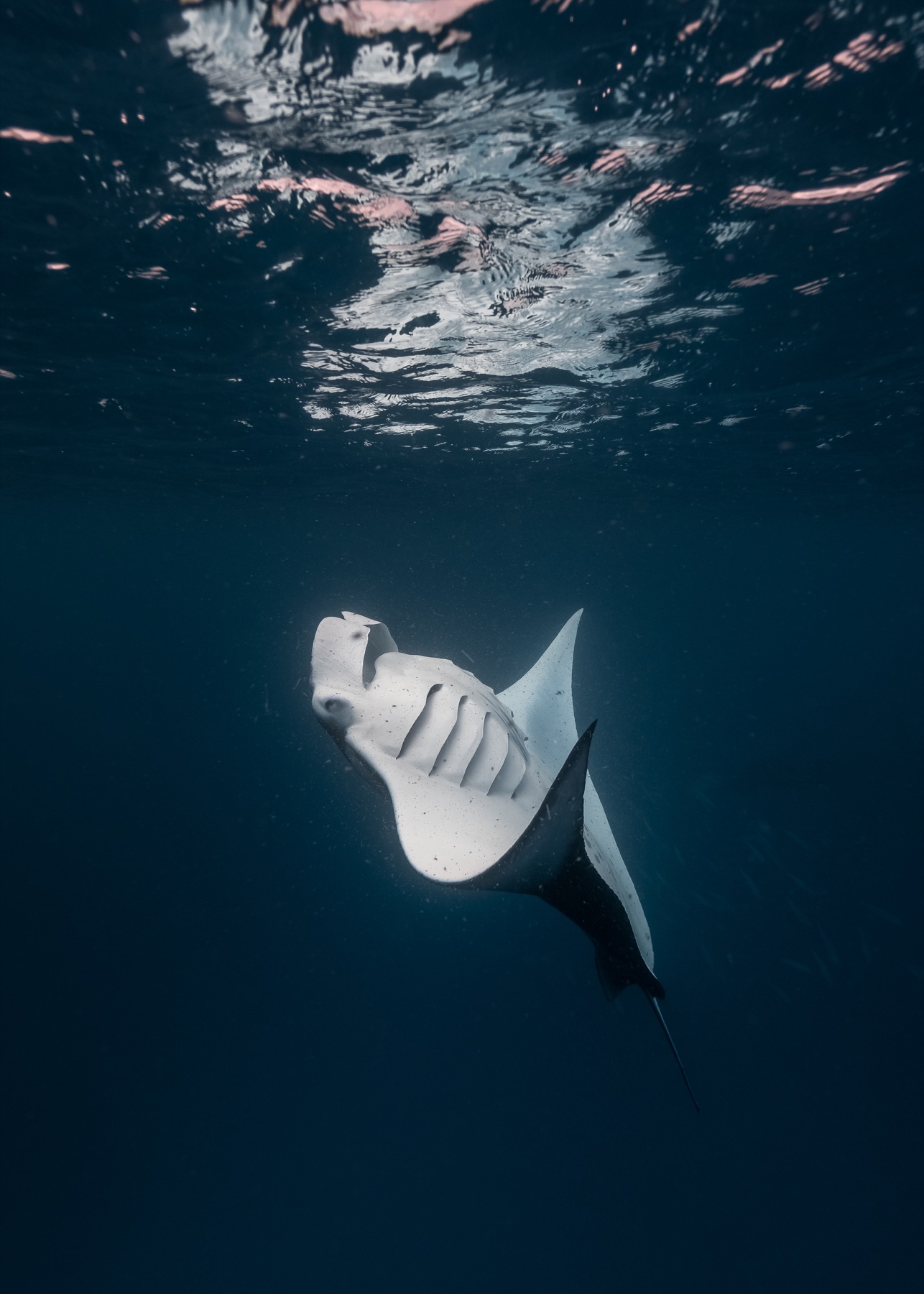 A manta ray swimming beneath the ocean surface