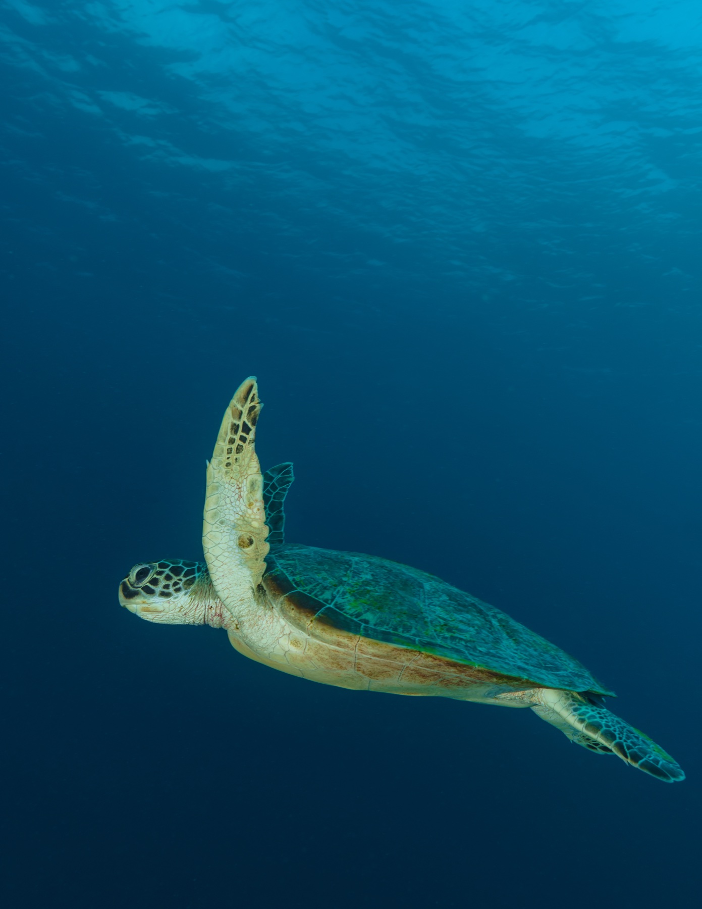 A sea turtle gliding through deep blue water